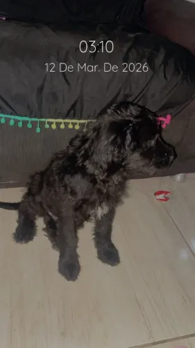 Adoção responsável super docio tem 6 meses mestiço poodle com vira-lata
