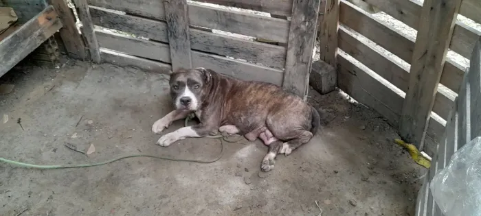 América bully