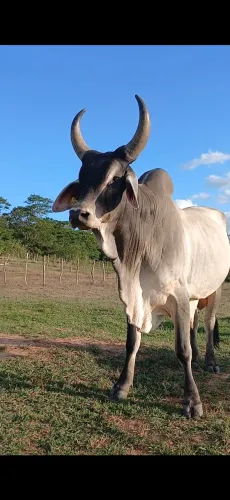 Novilhas e  bezerro Guzera 