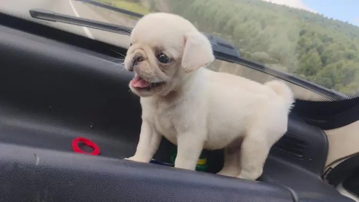 Pug albino