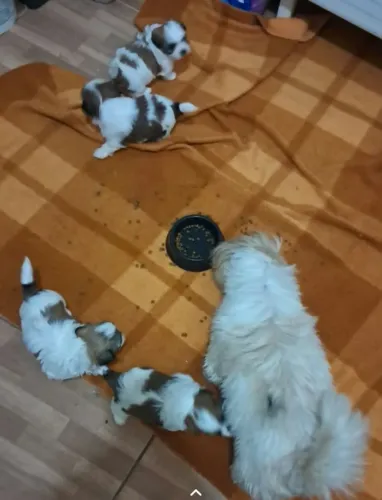 Filhote de shih Tzu macho 