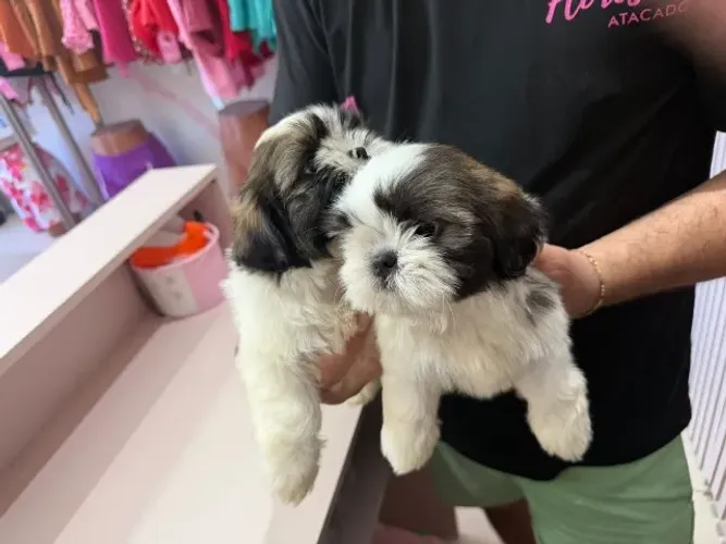 ? Filhotes de Shih-tzu Disponíveis! Lindos, Fofinhos e Cheios de Amor ?