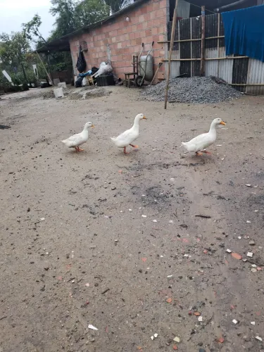 Marrecos