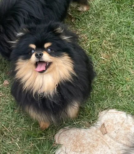 Spitz alemão adulto macho 