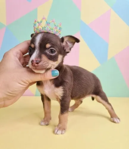 Pinscher pura delicadeza