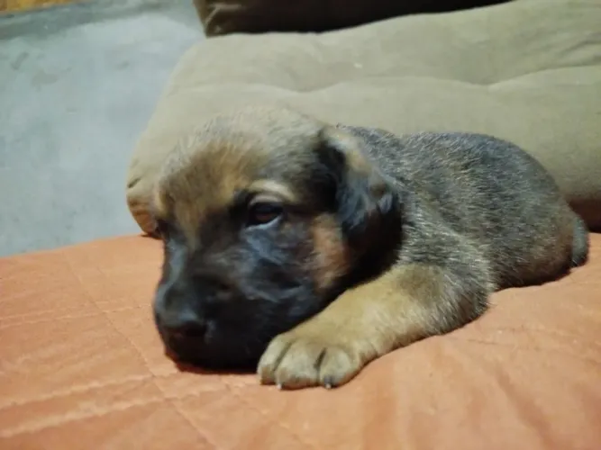 Fila e doberman, filhote de um mês 