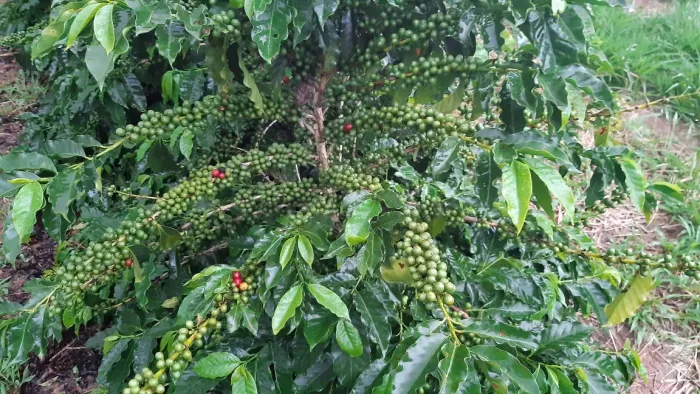 FAZENDA COM 21.75 ALQUEIRES NA REGIÃO DE SÃO GONSALO DO SAPUCAÍ, M.G