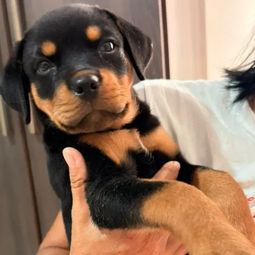 Rottweiler filhote