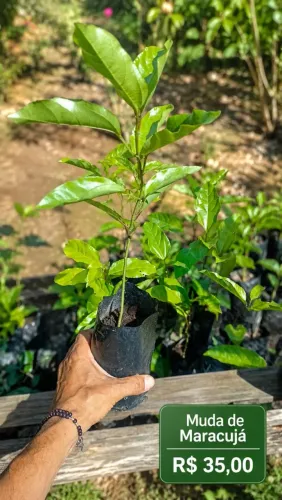 Mudas de Maracujá