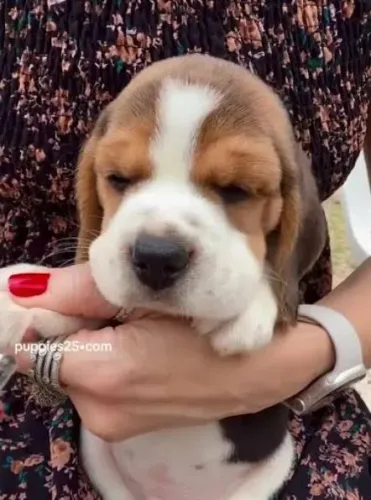 Beagle Filhotes Padrão Minizinhos.