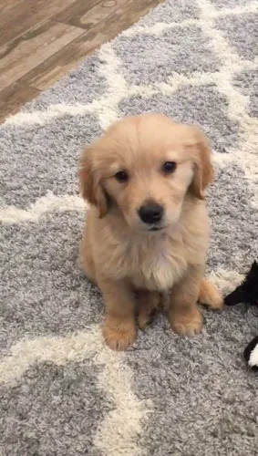 Filhote Golden Retriever, Eles Só Precisam de Um Lar - Que Tal o Seu?