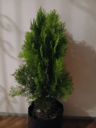 Tuia holandesa a pronta entrega Tamanhos de 54 a 58cm direto do produtor varejo e revenda