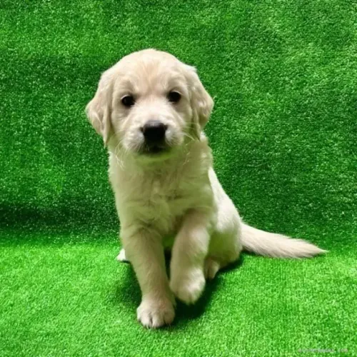 Cachorro filhote Golden Retriever pelagem densa e super fofos
