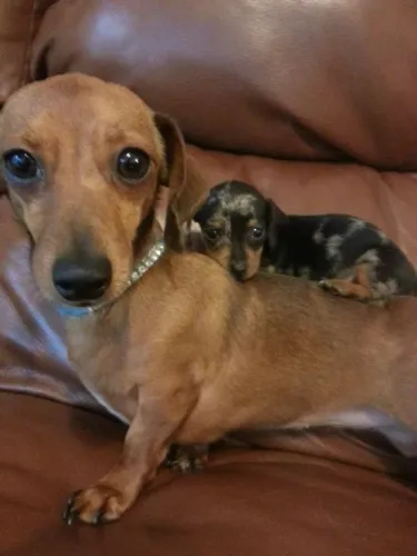 Basset / Dachshund Um encontro que faz sentido