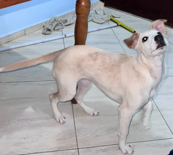 Cachorra doação Mandy