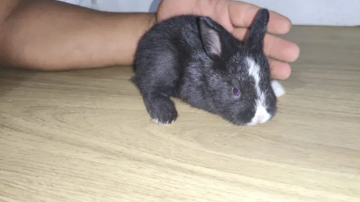 Filhotes de coelhos holandês