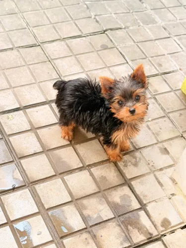 Cachorrinha yorkshire, fêmea, zero ou mini