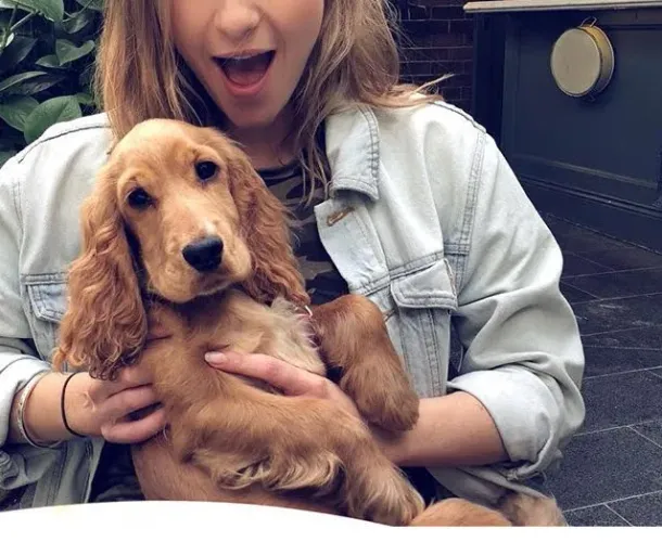Cocker Spaniel Inglês Companhia que inspira serenidade