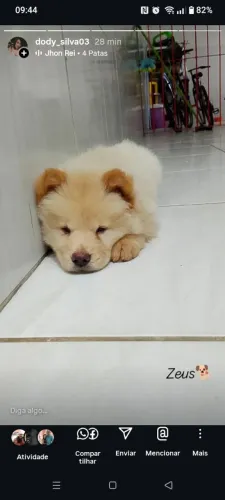Vende-se filhote de chow-chow macho quatro meses