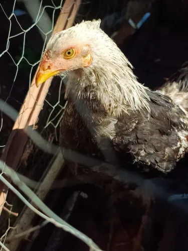 Brahma macho 6 meses