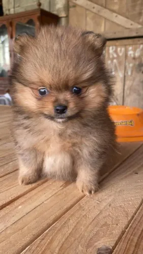 Filhotes perfeitos para quem busca companhia e afeto! spitz alemao