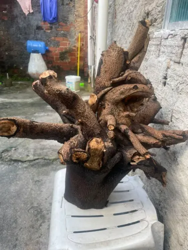 VENDO TRONCO DE ÁRVORE GRANDE PARA AQUARIO