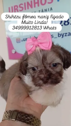 Shihtzu Fêmea Linda filhote a pronta entrega
