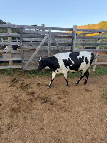 Gado Para Venda Cidade de Piranga Vacas de Leite Com Bezerros e Amojando Leiteiras