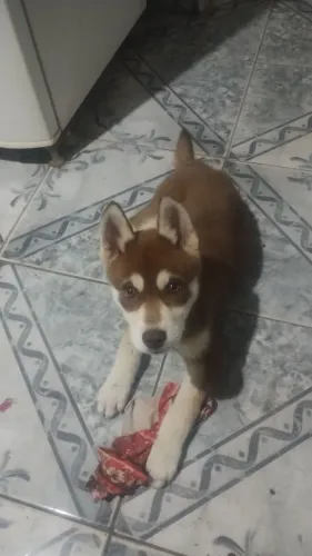 Husky siberiano valor 600