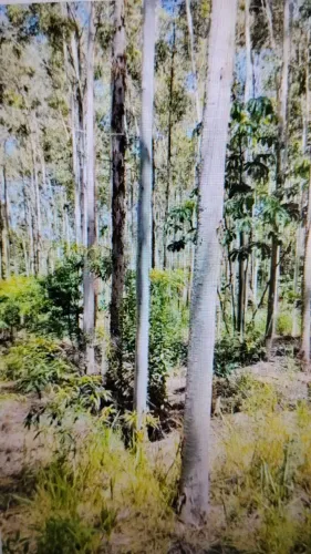 Floresta de eucalipto citriodora