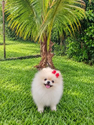 Lindos filhotes de Lulu da Pomerânia anão com pedgrre no cartão em 10 vzs sem juros