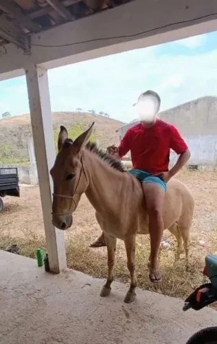 Vendo burro manso, caminhador e novo