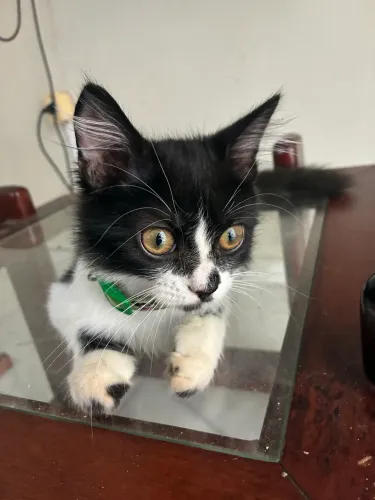Gatinho himalaio - PERSA com Siamês 