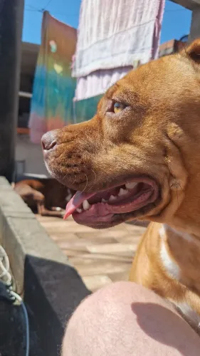 Filhotes de Pitbull