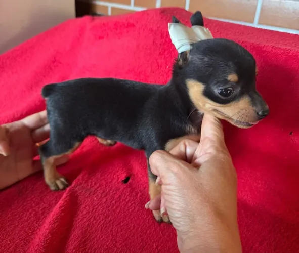 Linda Pincher fêmea a pronta entrega