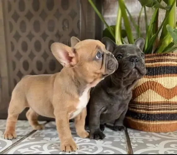 Bulldogue Francês - Um Presente Para Aquecer O Coração