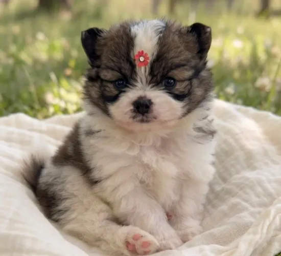 Lulu da Pomerania Anoes Femeas e Macho Promocao mês dos Pais