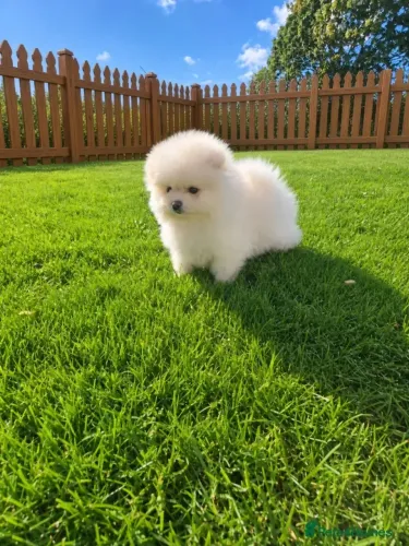 Bebezinho afetuoso e alegre Spitz Alemão/ Lulu da Pomerânia/ anão/ anãozinho
