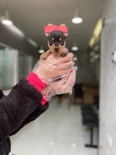 Pinscher Miniatura - Macho/fêmea Segurança e amor em cada patinha ? venha conhecer!