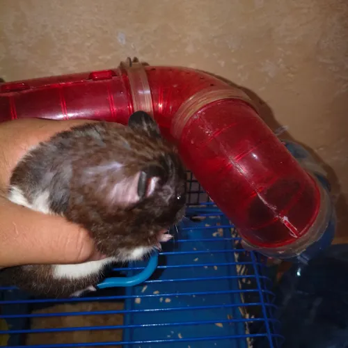 Hamster 