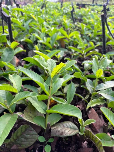 Mudas de Goiaba Paloma