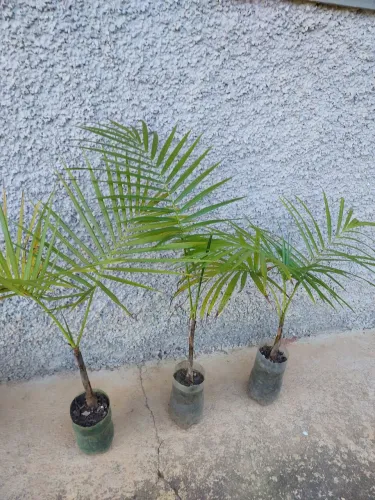 Mudas de Açaí já enraizadas, cada.