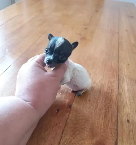 Pinscher 000
