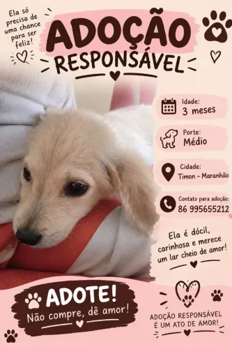Doação de cachorinha
