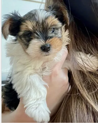 Biewer encantador pronto para sua família