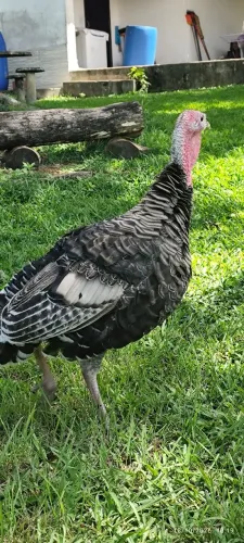 Peru macho 