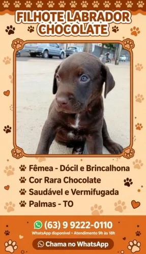 Labrador filhote
