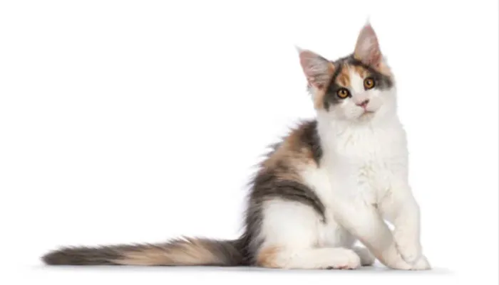 Gata MAINE CooN