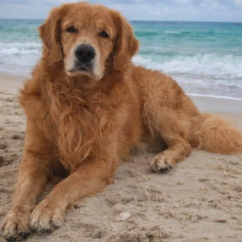 Cachorro golden retriver