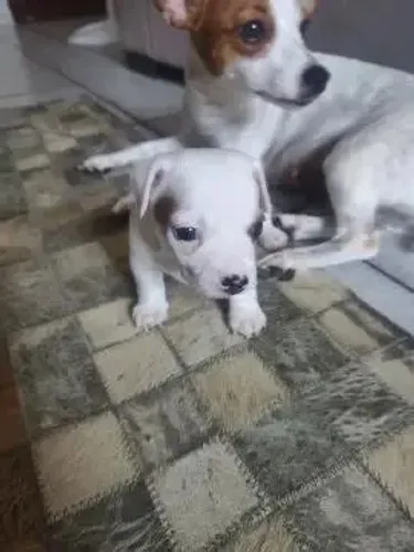 O presente mais especial é um filhote fiel ? Chama no zp 9.9751.6491 PINSCHER X CHIHUAHUA